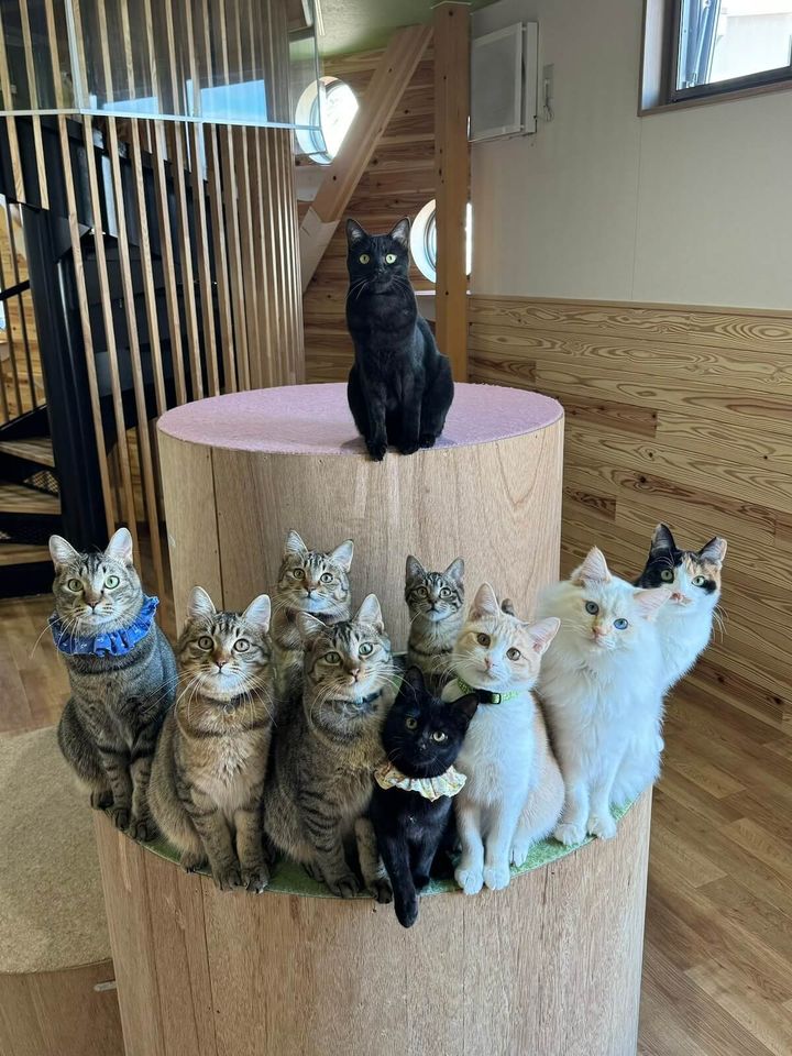 10匹の猫の視線を釘付けにした写真 by necobokko CAFE