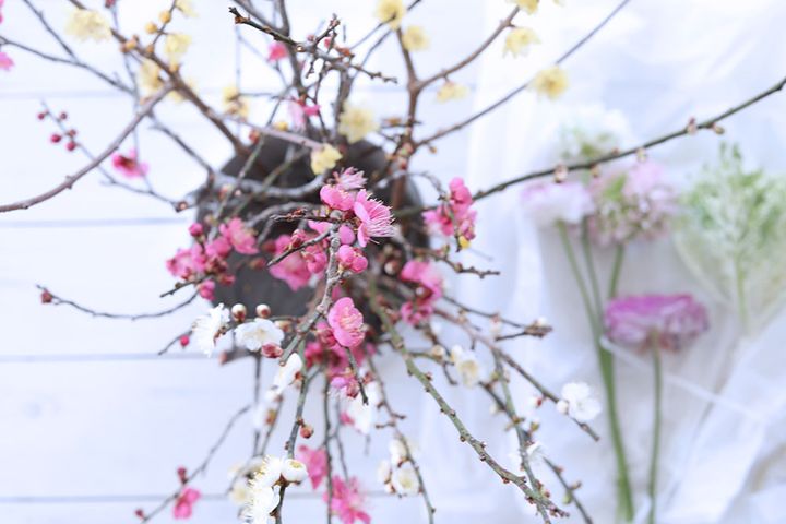 ウメのアレンジ