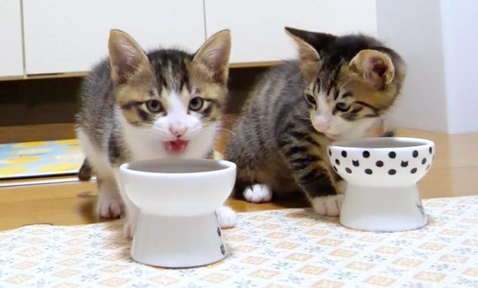 ご飯を食べる子猫達