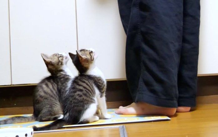 ご飯を催促する子猫達