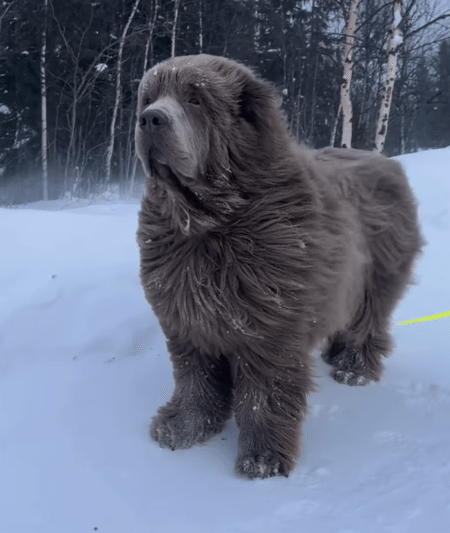 この子はクマ？ ワンコ？ どっちにも見えるー！