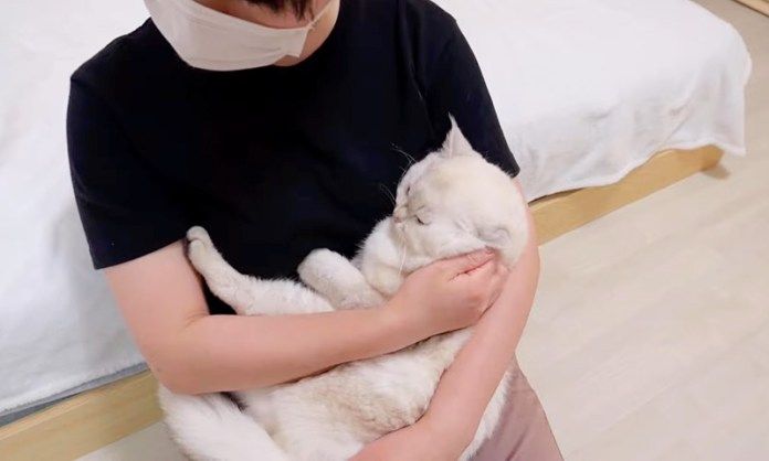 抱っこされる父猫