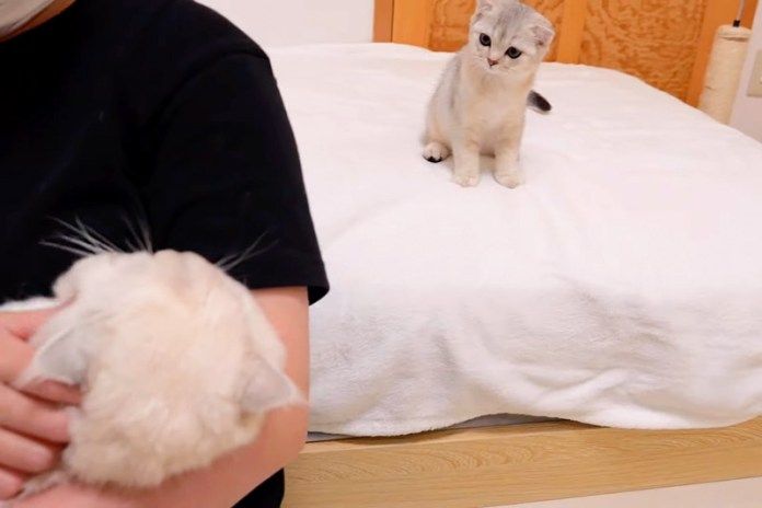 父猫が気になる子猫