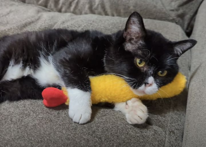 飼い主の腕枕とエビフライ 猫が選ぶのはどっち??