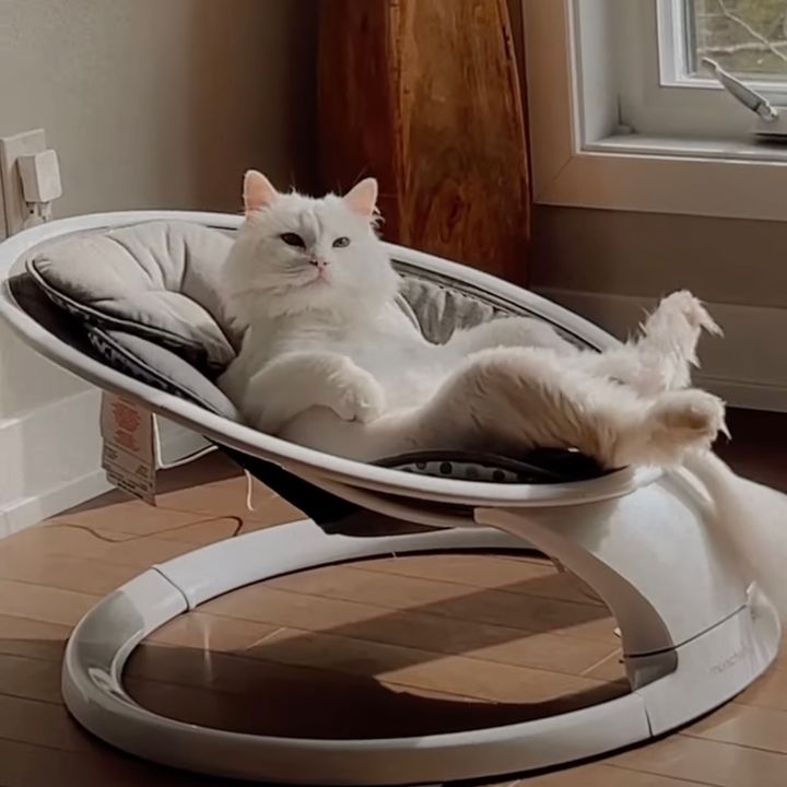 バウンサーで優雅に寛ぐ白き猫、赤子のものを我が物顔で