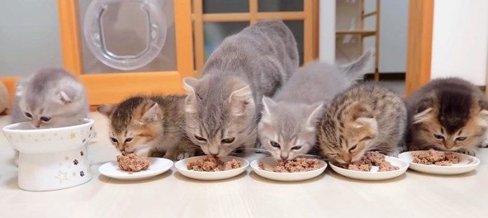 ご飯を食べる猫の親子