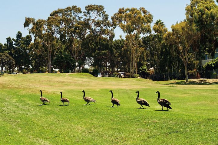 ゴルフ場を歩くカモ