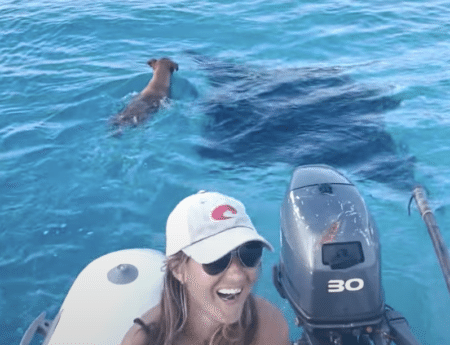 好奇心が抑えきれない犬さん、海に飛び込んでマンタと遊び始めた♪