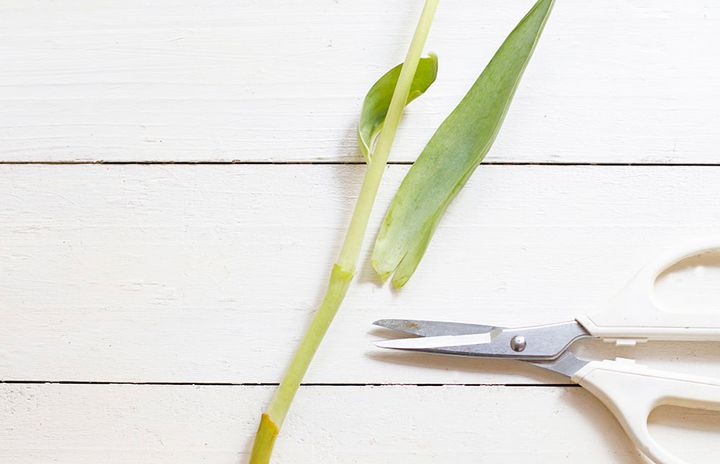 チューリップの飾り方