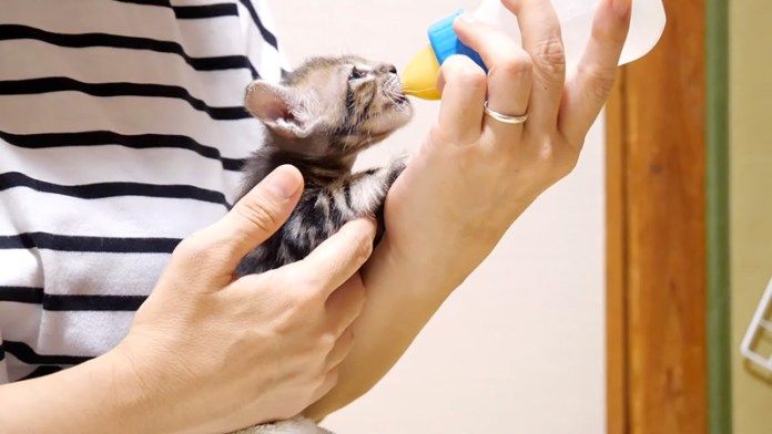 ミルクを飲む子猫