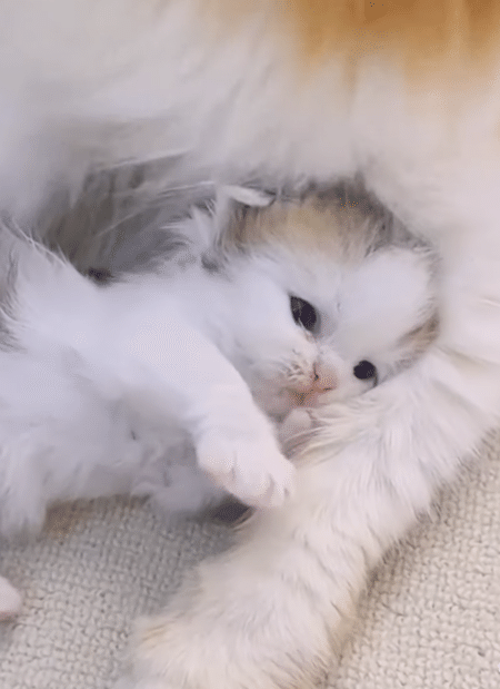 ママ猫の腕の中でむにゃむにゃする子猫さん、まるで天使だー♡
