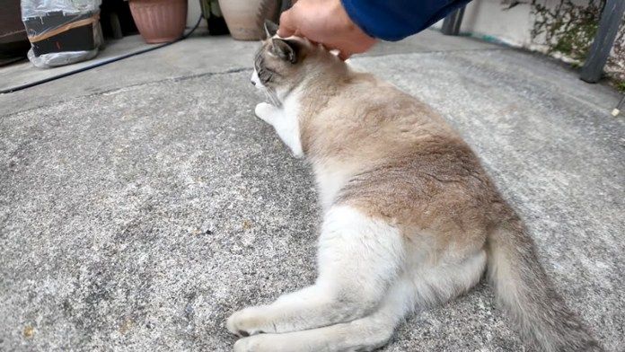 ナデナデされる猫