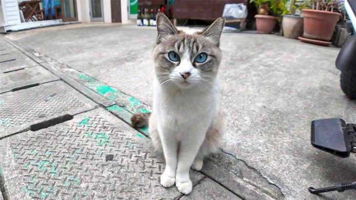 路地裏で出会った猫