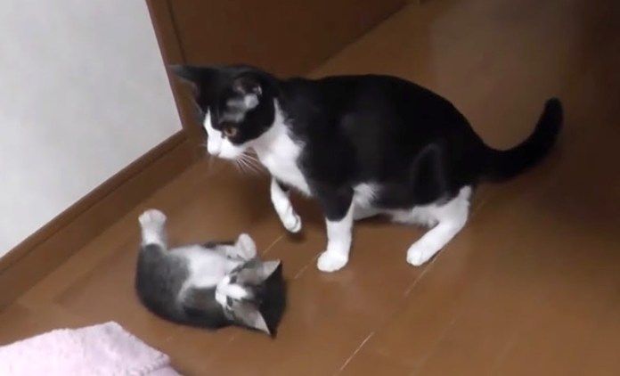 猫の親子