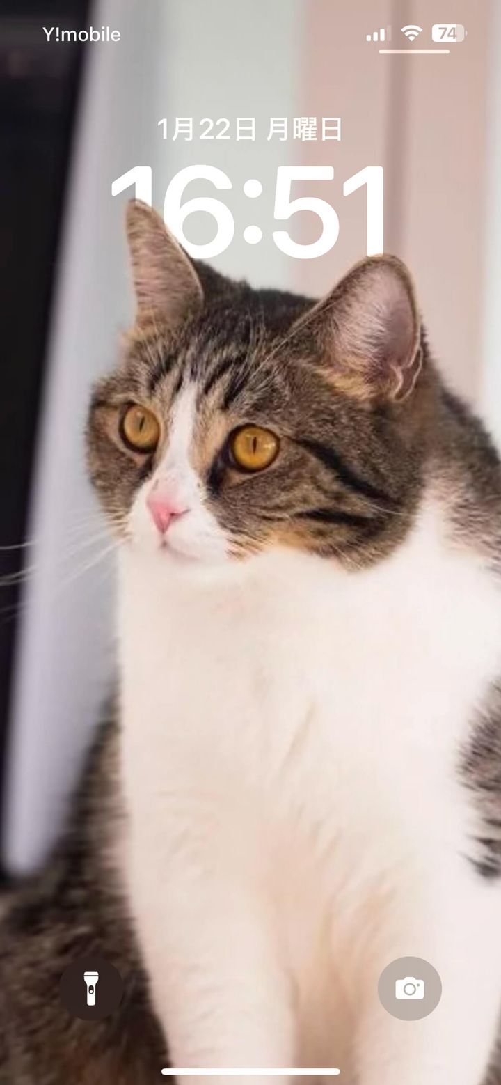 【作例】猫の耳の後ろに時計をセット