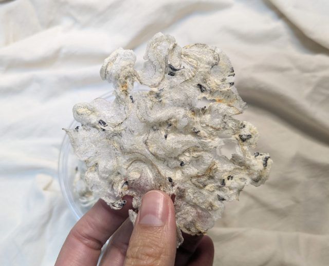 うす焼きしらすアップ