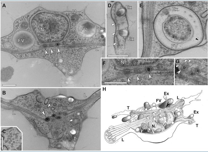 A~G:電子顕微鏡で見る細胞内の構造、H:細胞内の図解イメージ