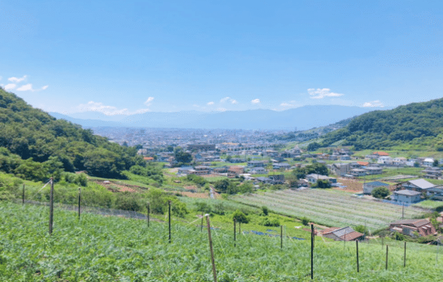 ぶどう畑の画像