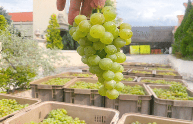 原料のワイン画像