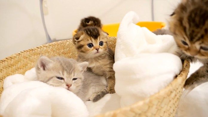 ベッドをもらった子猫達