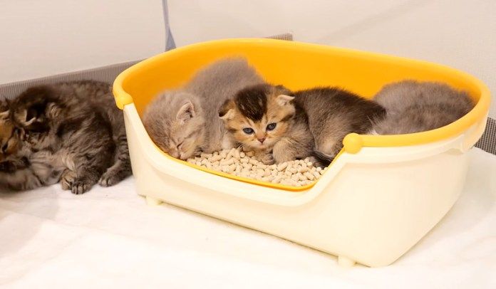 トイレで眠る子猫達