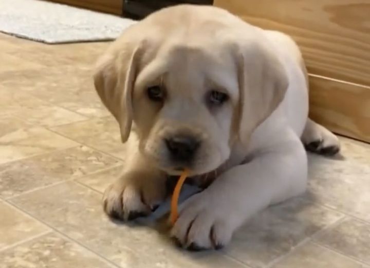 嫌いなわけじゃないんだけど いつまでも人参が食べられない子犬。