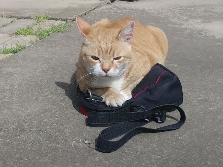 飼い主を仕事に行かせたくない猫、あの手この手で妨害！