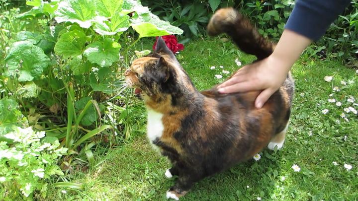 シッポの付け根を揉まれた三毛猫、猫の反応フルコースを披露