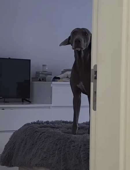 生粋のテレビっ子な犬さんたち。 邪魔をされるとこの反応！