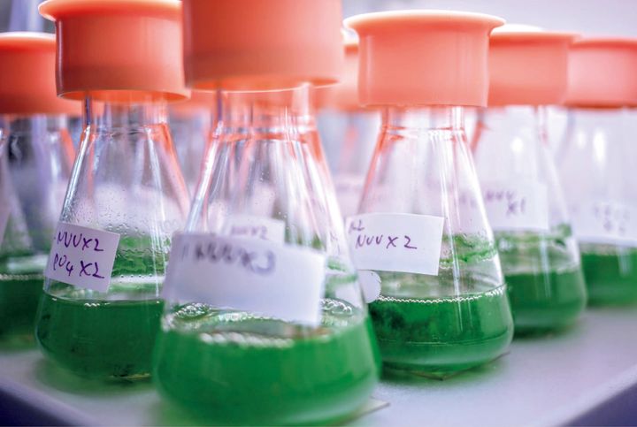 マルチな植物として注目を集める藻