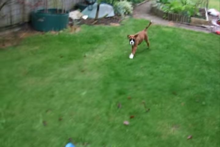 出典：Attomic Boxers, Chickens and Gardening Tips！