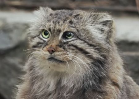 まんまるモフモフ！眠くてたまらないマヌルネコが可愛い♪