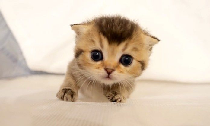 壁を登ろうとする子猫