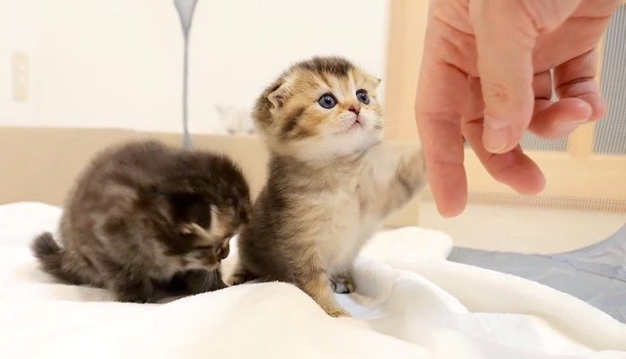 手と遊ぶ子猫