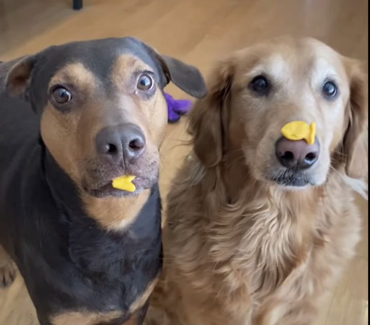 オヤツを持って「待て」の練習！ ところがオヤツが消えちゃって