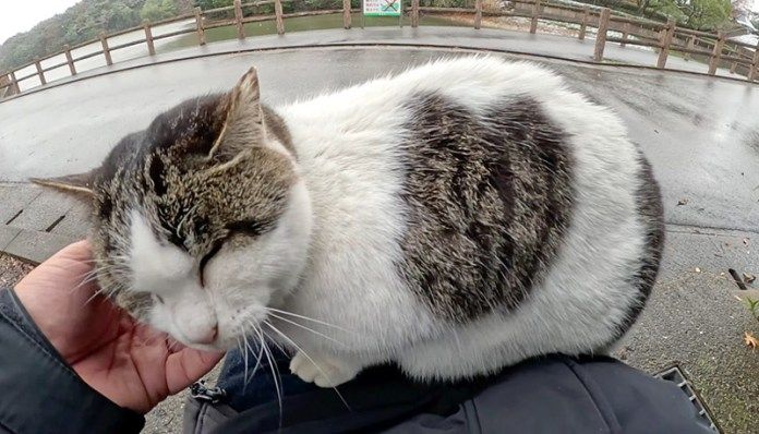 撫でられる猫