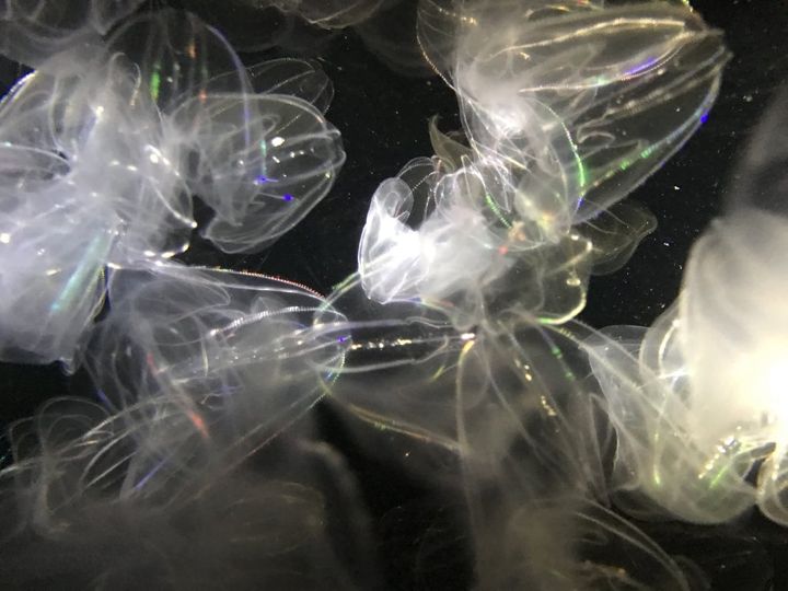 創業明治20年！和洋折衷の技が詰まった山形鶴岡を代表するレトロパッケージ銘菓「マロン」【旅するデザイナーがおすすめする旅先でのお土産たち！】