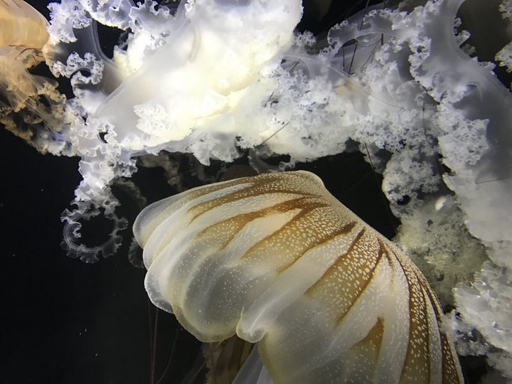 創業明治20年！和洋折衷の技が詰まった山形鶴岡を代表するレトロパッケージ銘菓「マロン」【旅するデザイナーがおすすめする旅先でのお土産たち！】