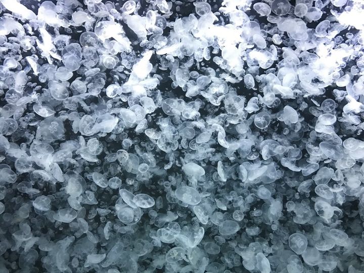 創業明治20年！和洋折衷の技が詰まった山形鶴岡を代表するレトロパッケージ銘菓「マロン」【旅するデザイナーがおすすめする旅先でのお土産たち！】