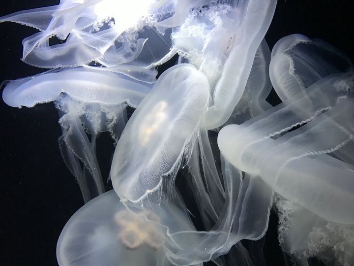 創業明治20年！和洋折衷の技が詰まった山形鶴岡を代表するレトロパッケージ銘菓「マロン」【旅するデザイナーがおすすめする旅先でのお土産たち！】