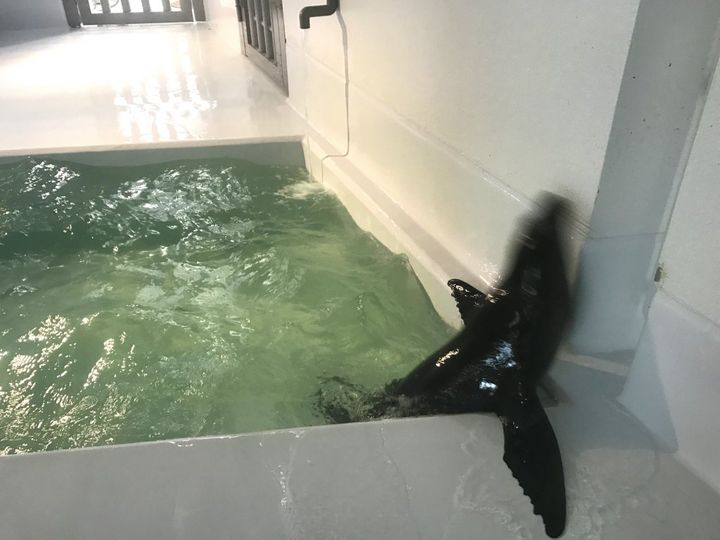 創業明治20年！和洋折衷の技が詰まった山形鶴岡を代表するレトロパッケージ銘菓「マロン」【旅するデザイナーがおすすめする旅先でのお土産たち！】