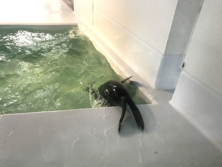 創業明治20年！和洋折衷の技が詰まった山形鶴岡を代表するレトロパッケージ銘菓「マロン」【旅するデザイナーがおすすめする旅先でのお土産たち！】