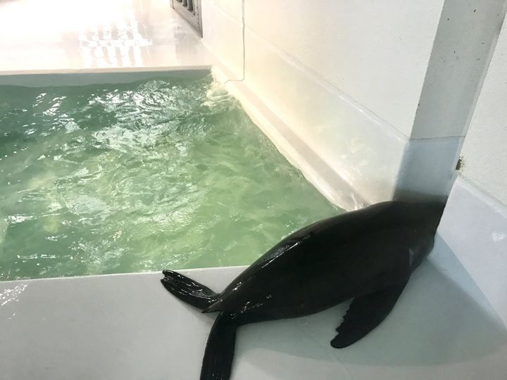 創業明治20年！和洋折衷の技が詰まった山形鶴岡を代表するレトロパッケージ銘菓「マロン」【旅するデザイナーがおすすめする旅先でのお土産たち！】