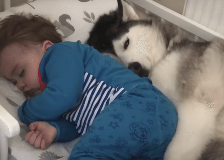 犬「ふぅ、やっと寝てくれたか〜」寝付くまで子供の子守をしてくれるワンコ。