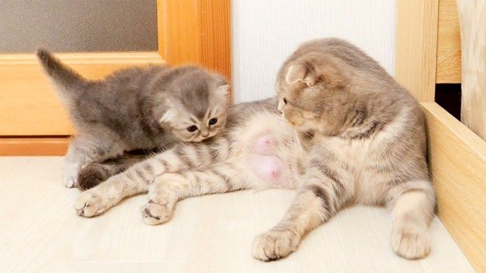 猫の親子の攻防