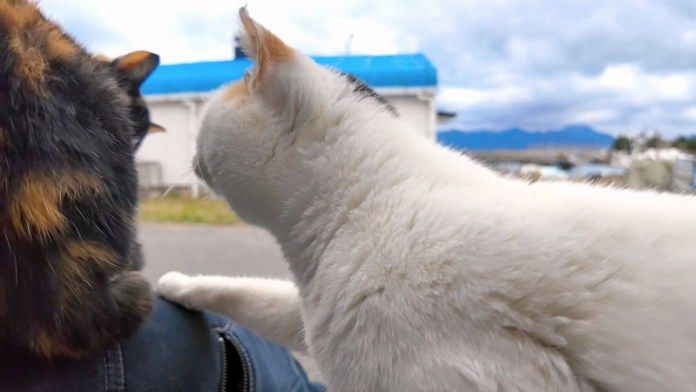 膝に集まる猫達