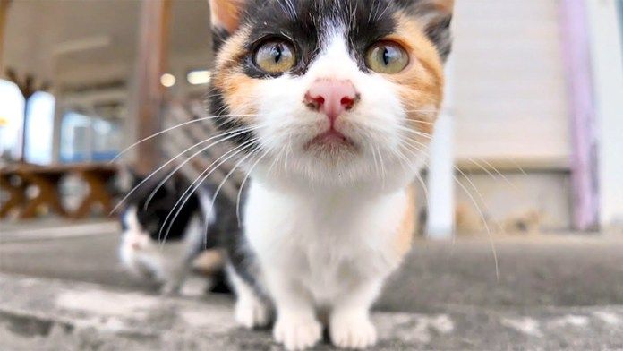 迫ってきた子猫