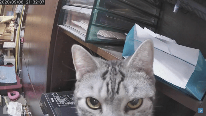 「帰りが遅〜い！」ペットカメラをチェックしたら、愛猫が怒っていた