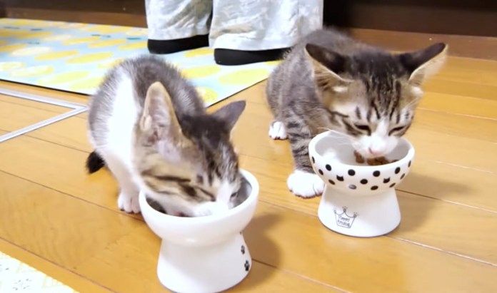 ご飯を夢中で食べる子猫達
