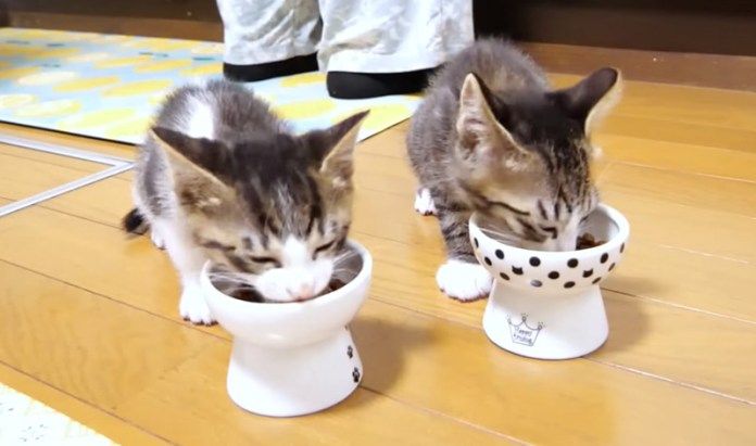 ご飯を食べる子猫達